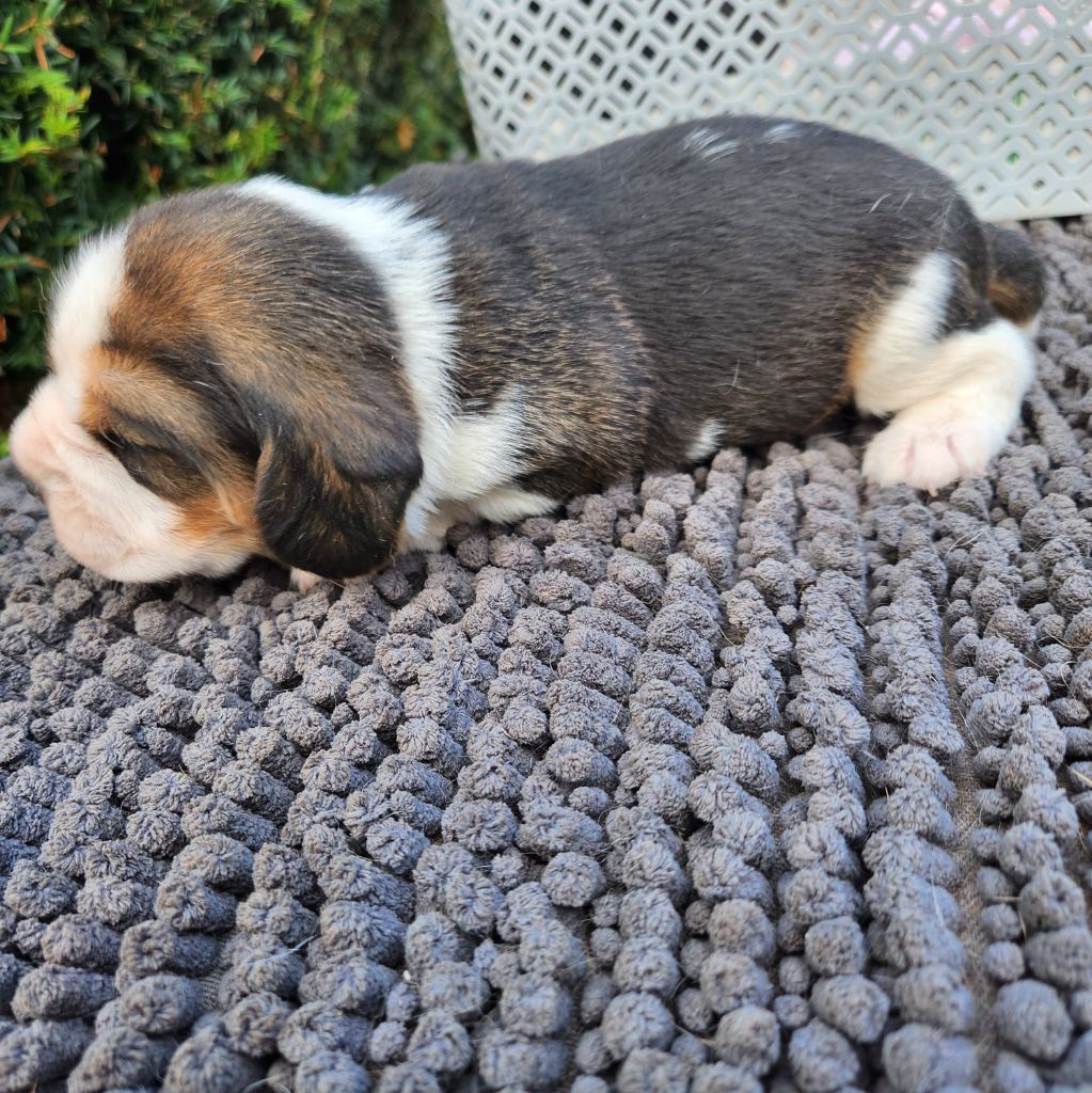 de la Taverniere - Chiots disponibles - Beagle