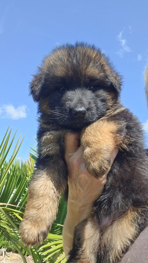de la Taverniere - Chiots disponibles - Berger Allemand Poil Long