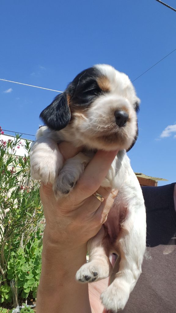de la Taverniere - Chiots disponibles - Cocker Spaniel Anglais