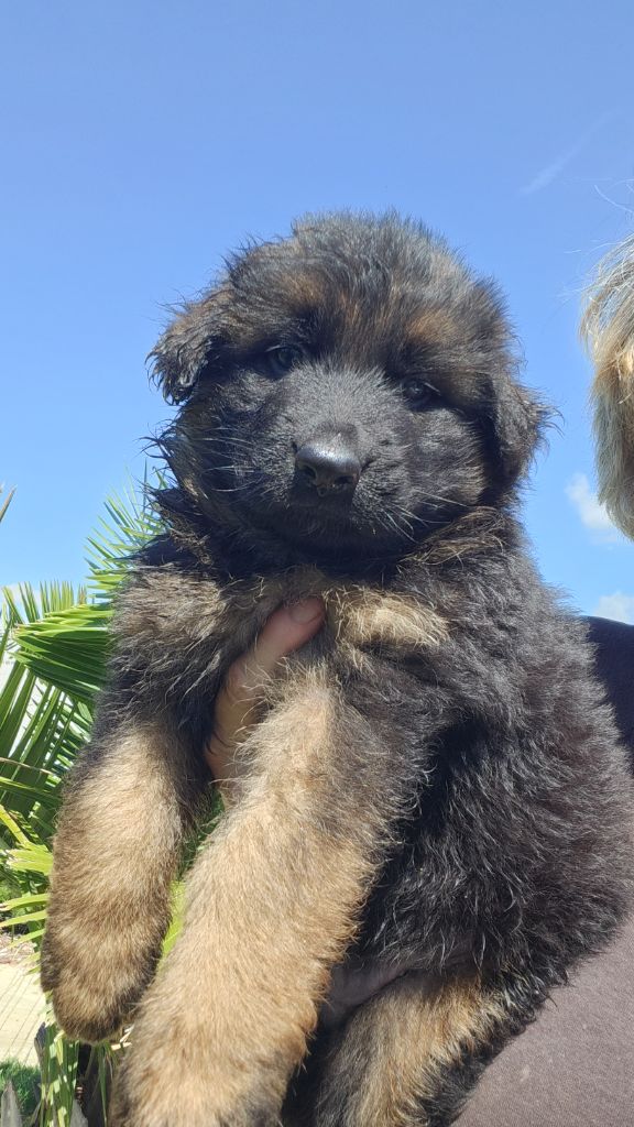 de la Taverniere - Chiots disponibles - Berger Allemand Poil Long