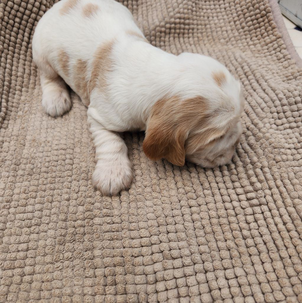 de la Taverniere - Chiots disponibles - Cocker Spaniel Anglais